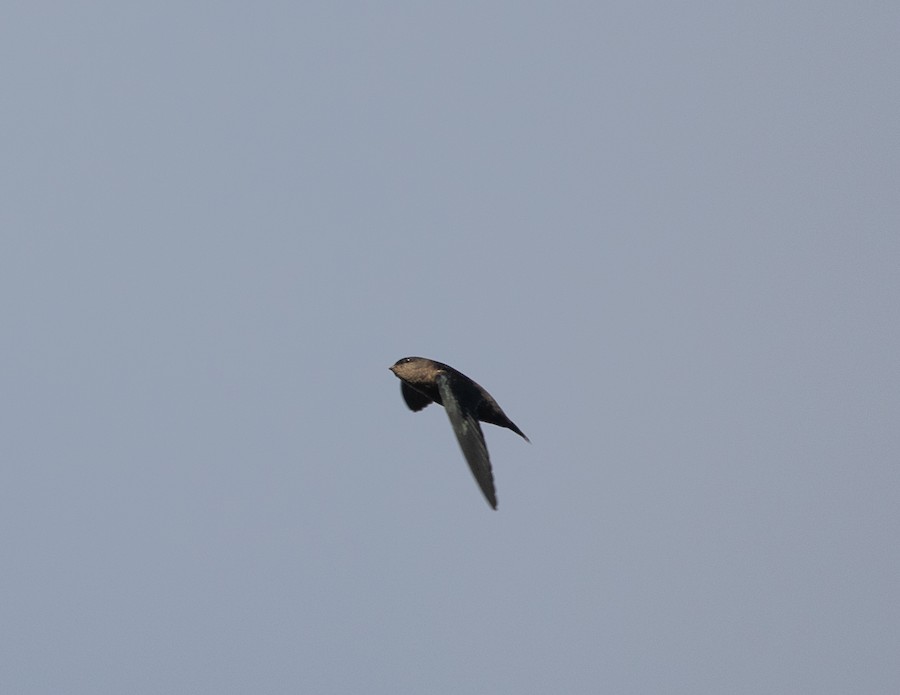 Gray-rumped Swift (Ash-rumped) - eBird