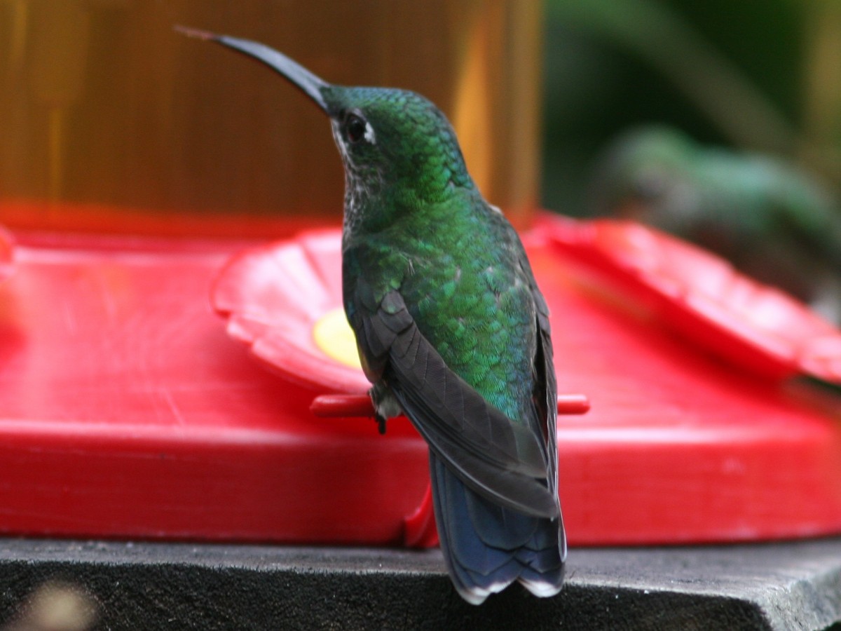 kolibřík subtropický - ML515935411