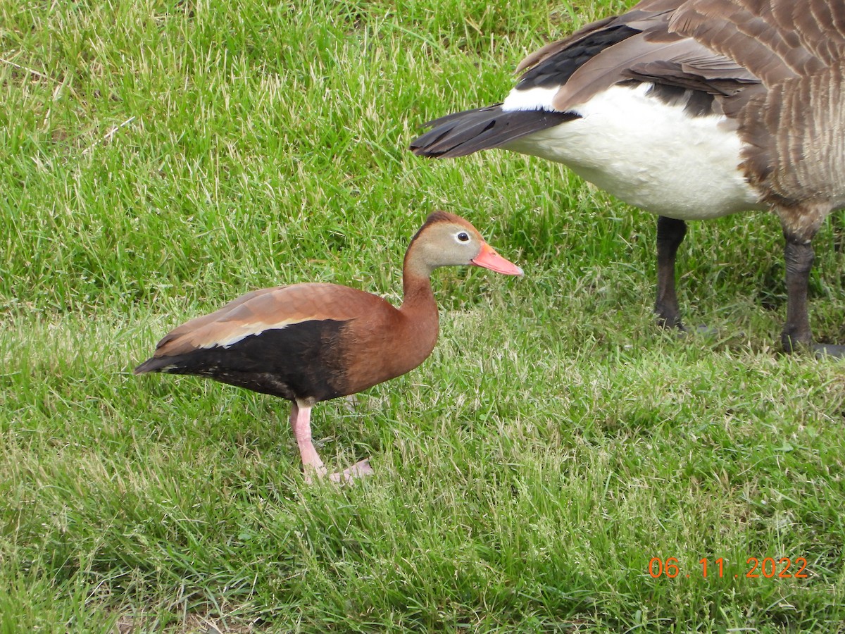 Dendrocygne à ventre noir - ML515936141