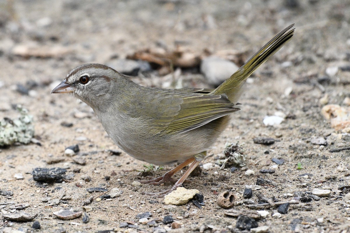 Olive Sparrow - ML515936271