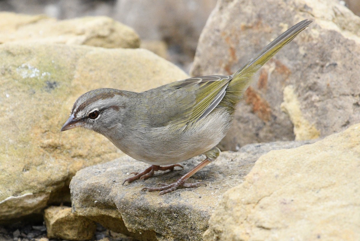 Olive Sparrow - ML515936691