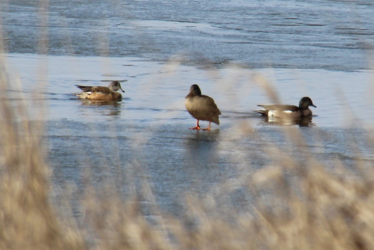 Gadwall - ML51593701