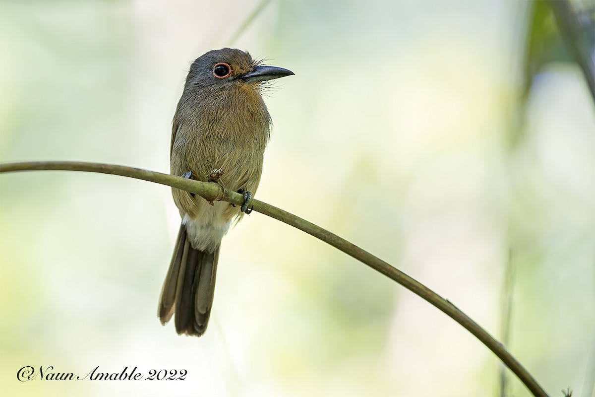 Fulvous-chinned Nunlet - ML515937141