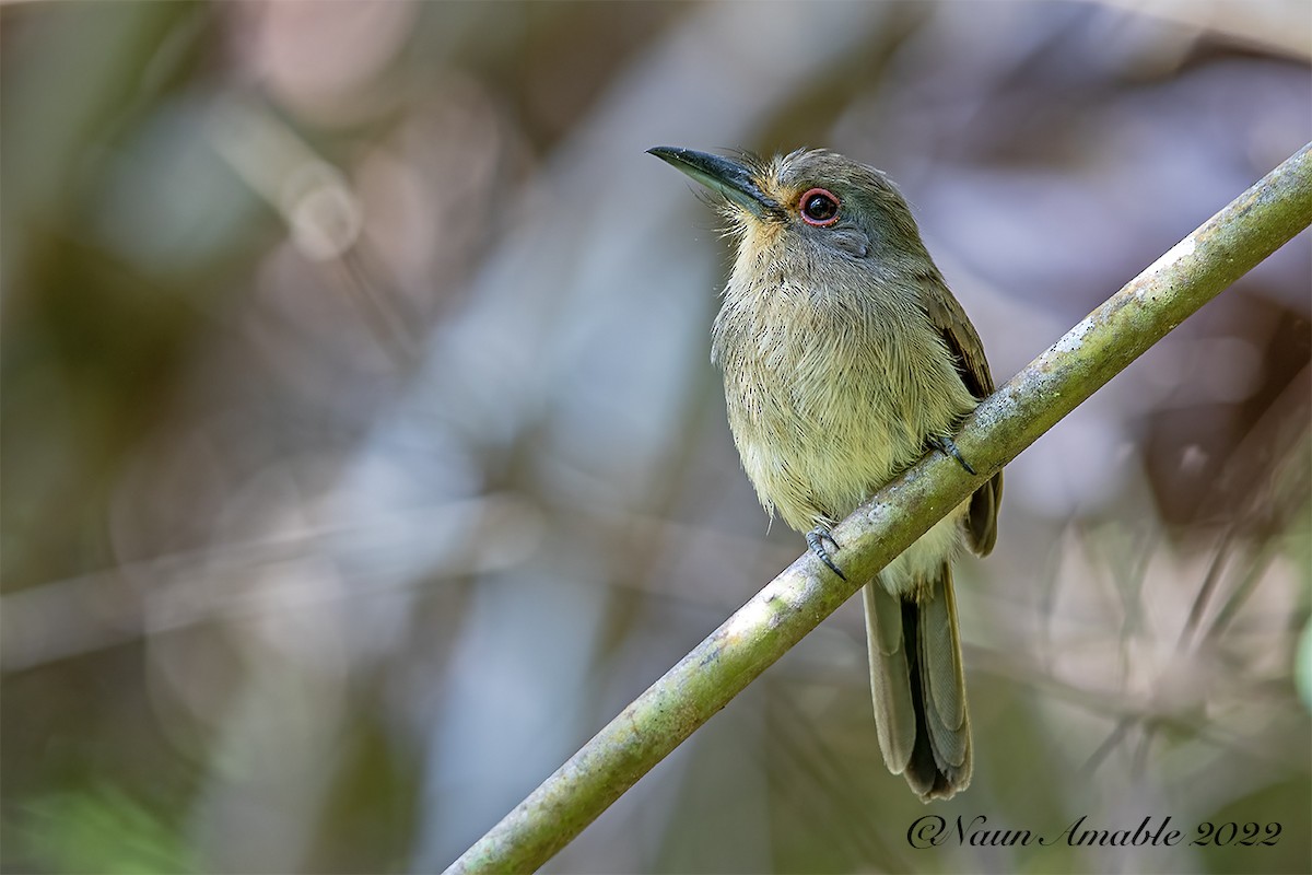 Fulvous-chinned Nunlet - ML515937151