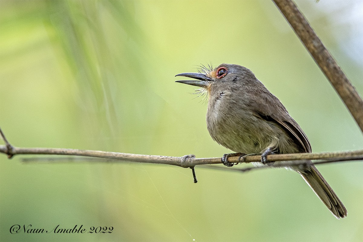 Fulvous-chinned Nunlet - ML515937161