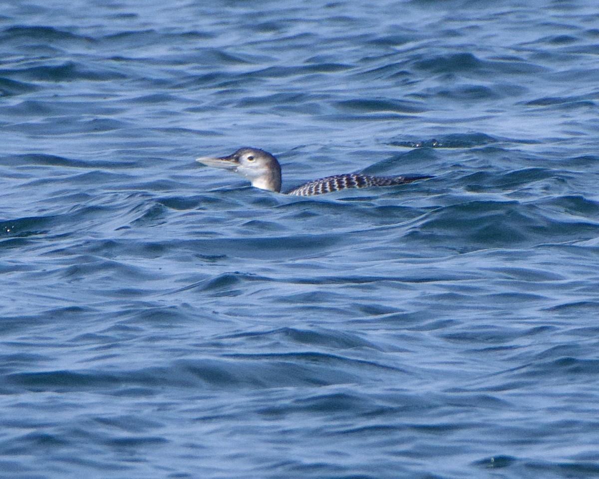 Yellow-billed Loon - ML515937361