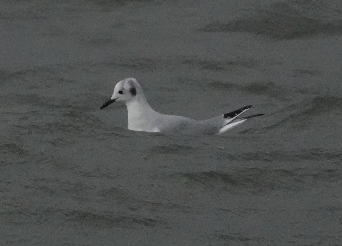 Bonaparte's Gull - ML515939301