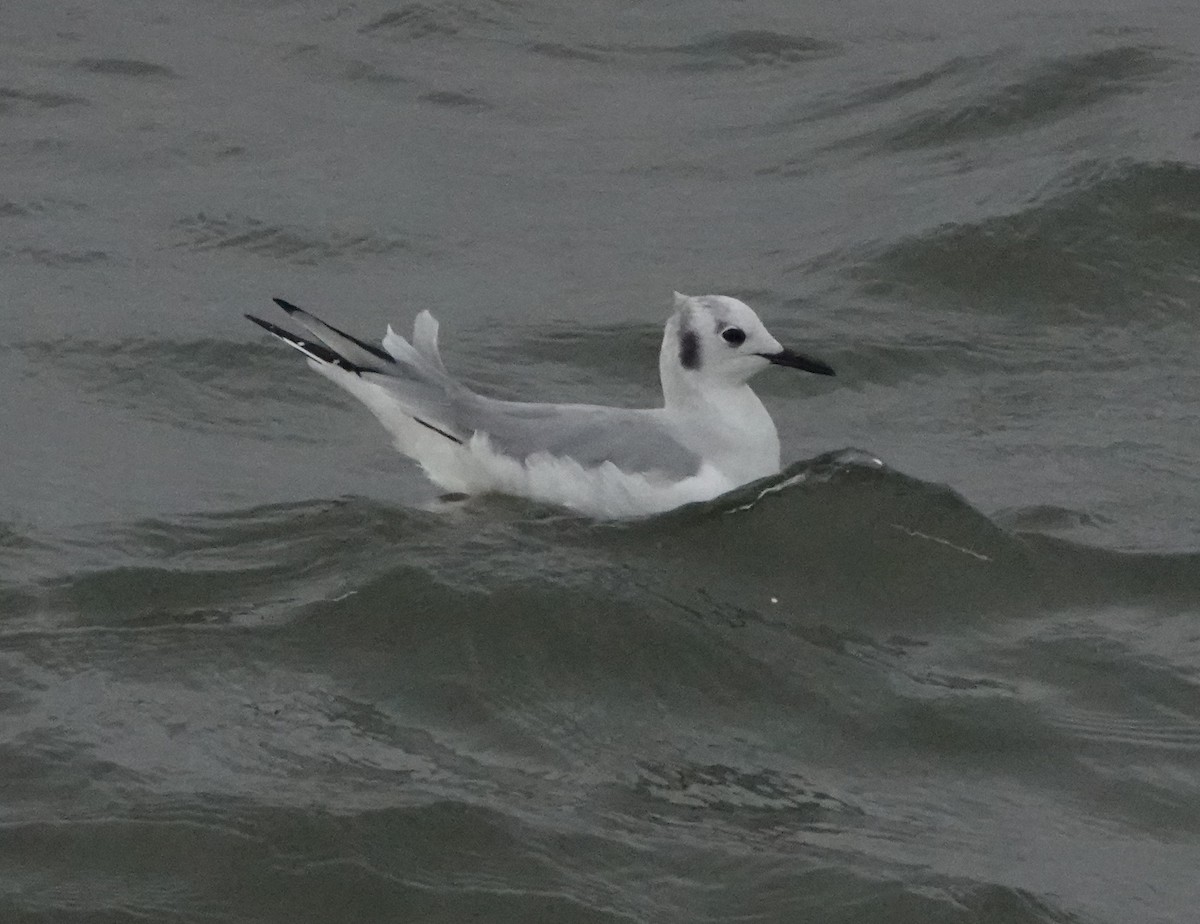 Bonaparte's Gull - ML515939311