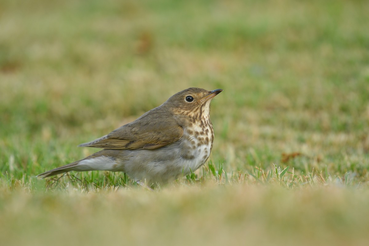 Swainson's Thrush - ML515940041