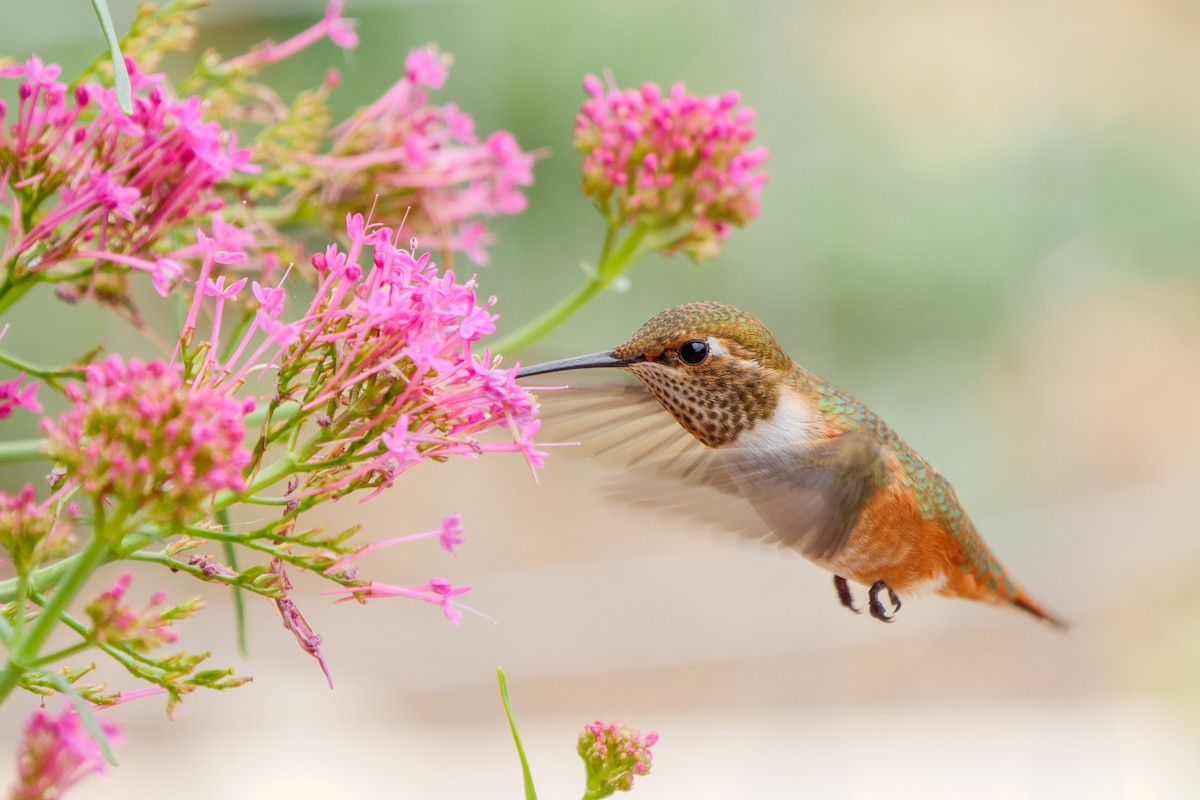 Rufous Hummingbird - ML515940091