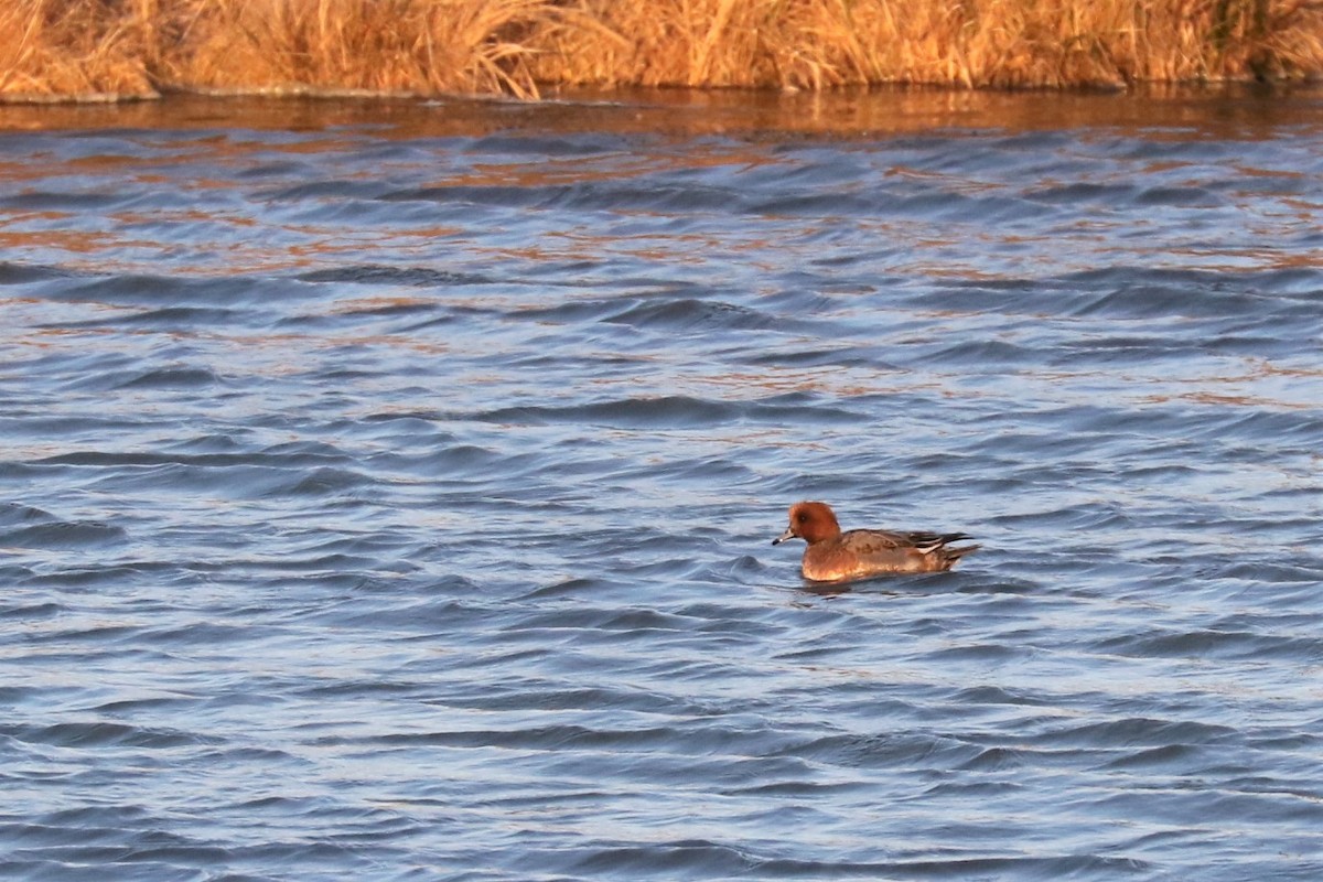 Canard siffleur - ML515944761