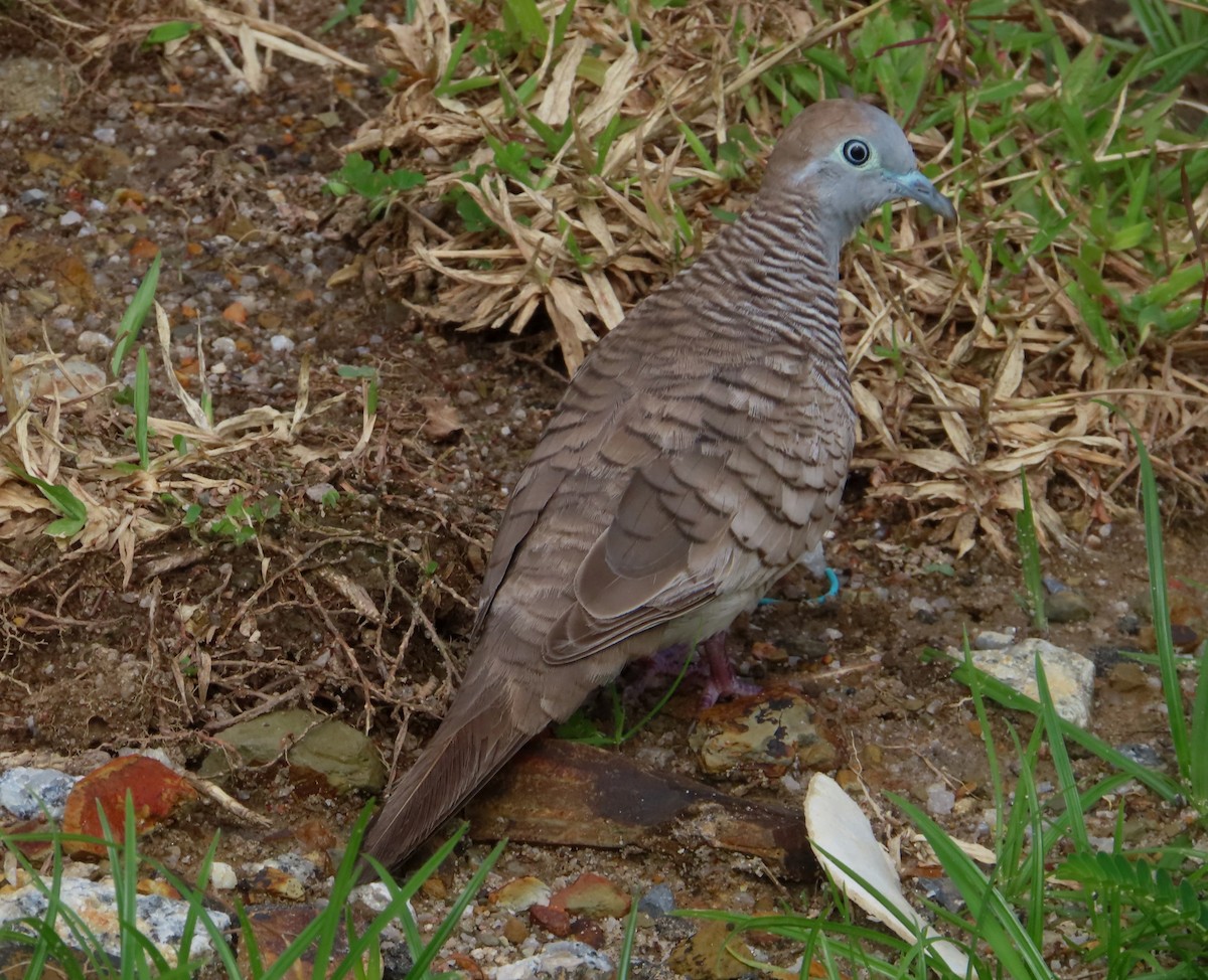 Zebra Dove - ML515948341