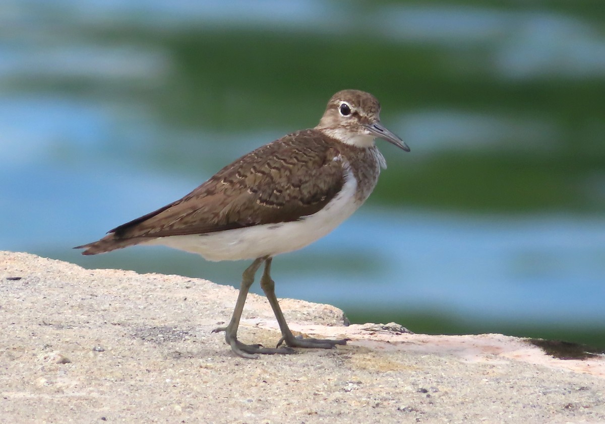 Common Sandpiper - Paul Dobbie