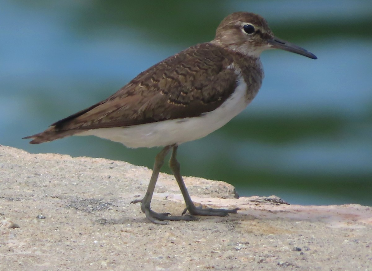 Common Sandpiper - ML515948651