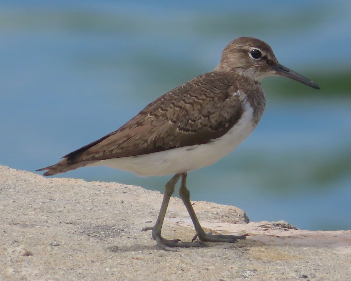 Common Sandpiper - ML515948711