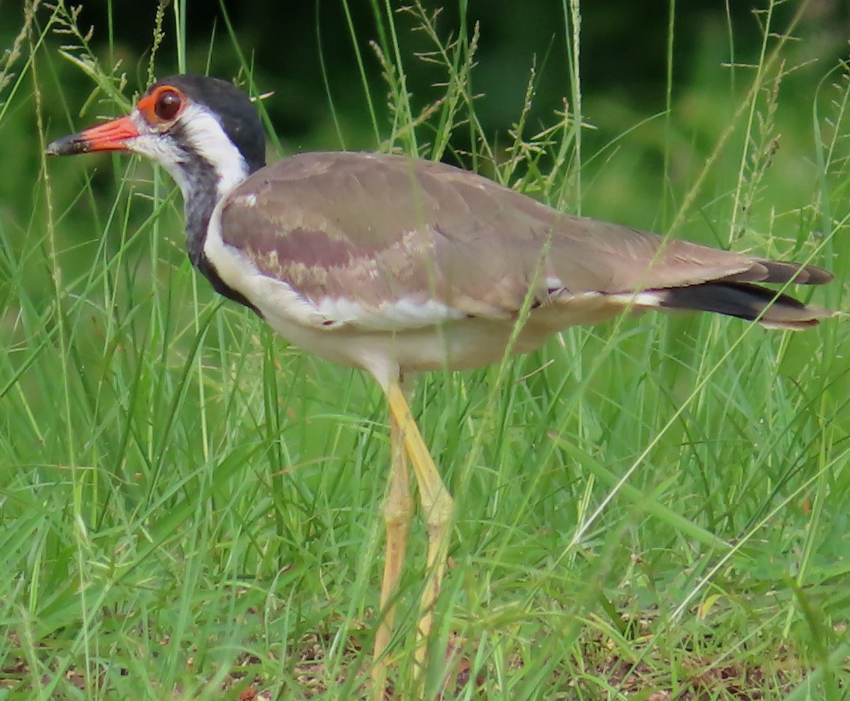 Red-wattled Lapwing - ML515949301