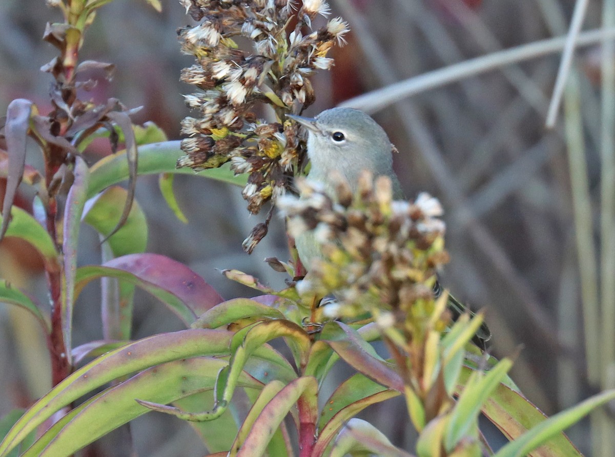 Orange-crowned Warbler - ML515949791