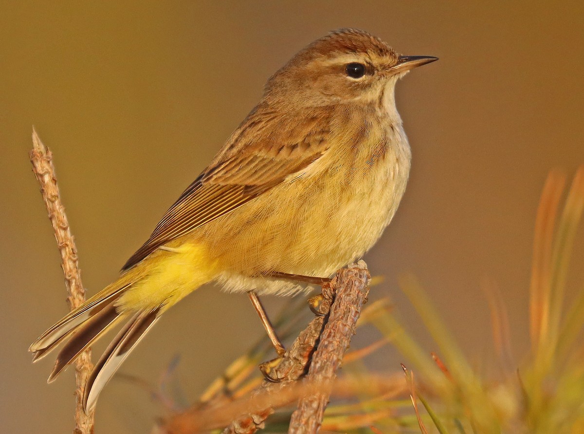 Palm Warbler - ML515949871