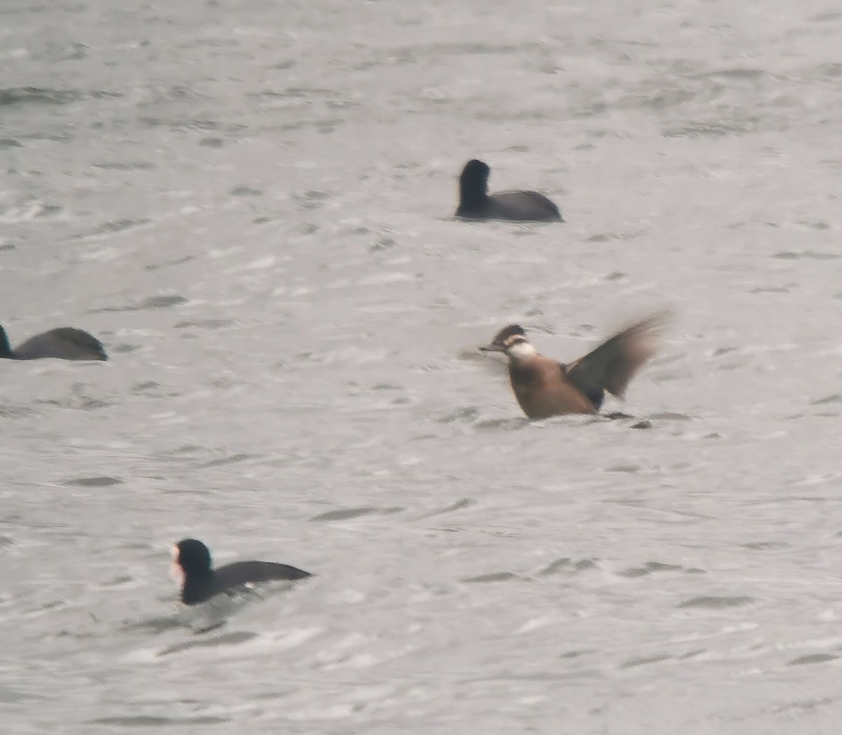 White-headed Duck - ML515950511