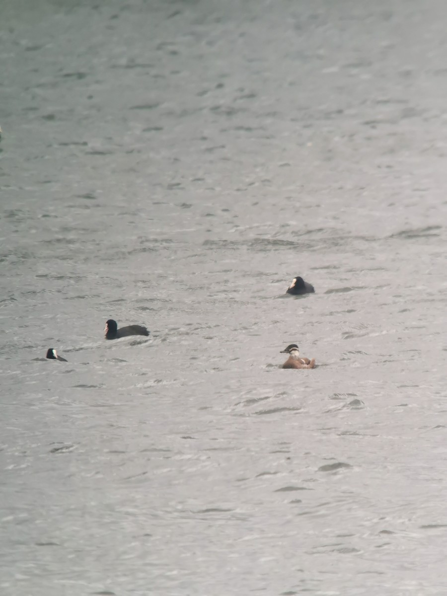 White-headed Duck - ML515950521