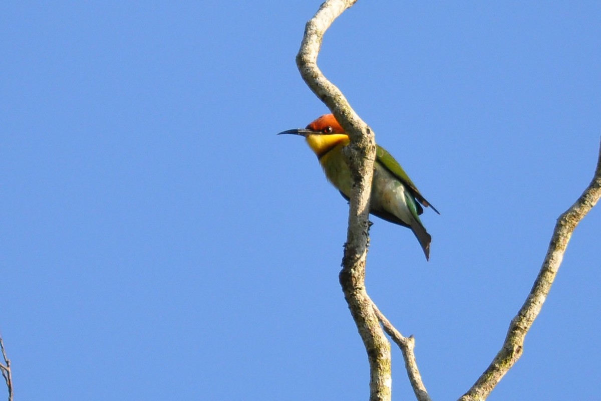 Chestnut-headed Bee-eater - ML515951211