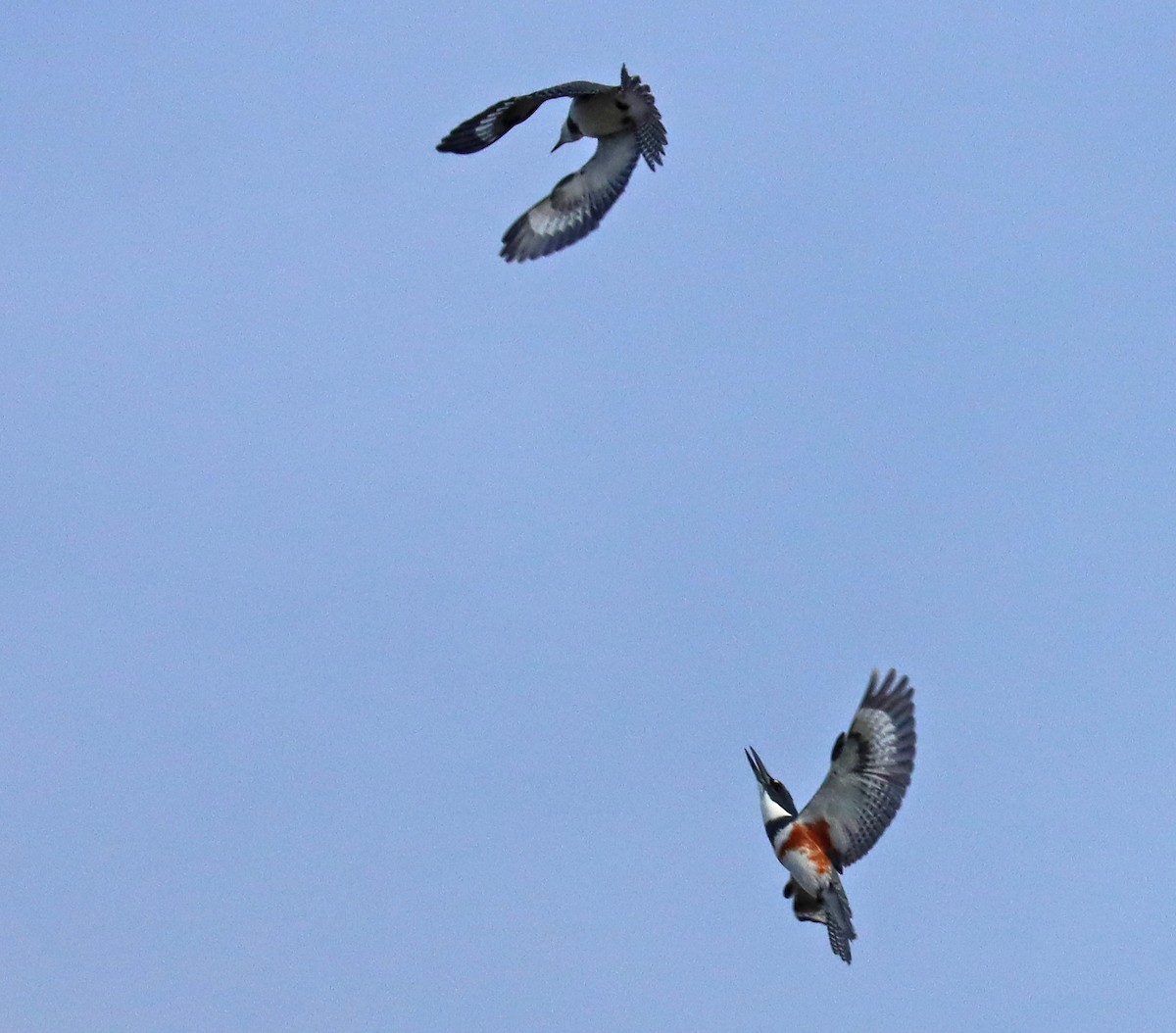 Belted Kingfisher - ML515951491