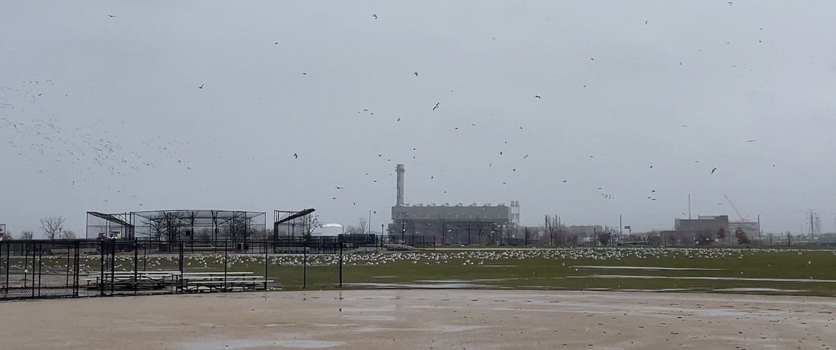 Ring-billed Gull - ML515952131