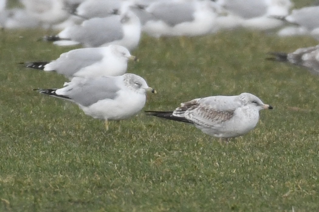 Ring-billed Gull - ML515952161