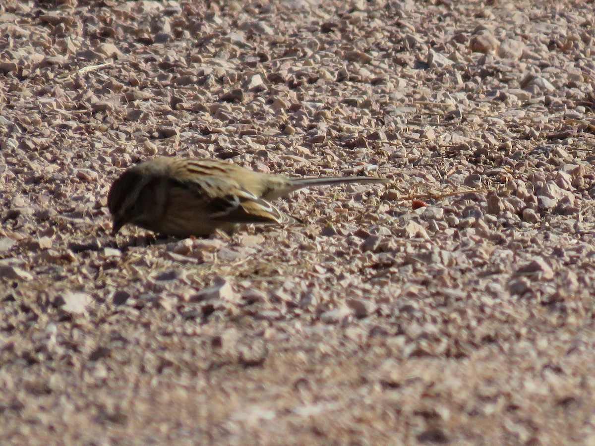 American Tree Sparrow - ML515952761