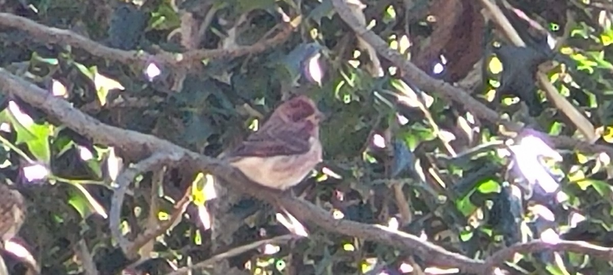 Purple Finch - ML515952951