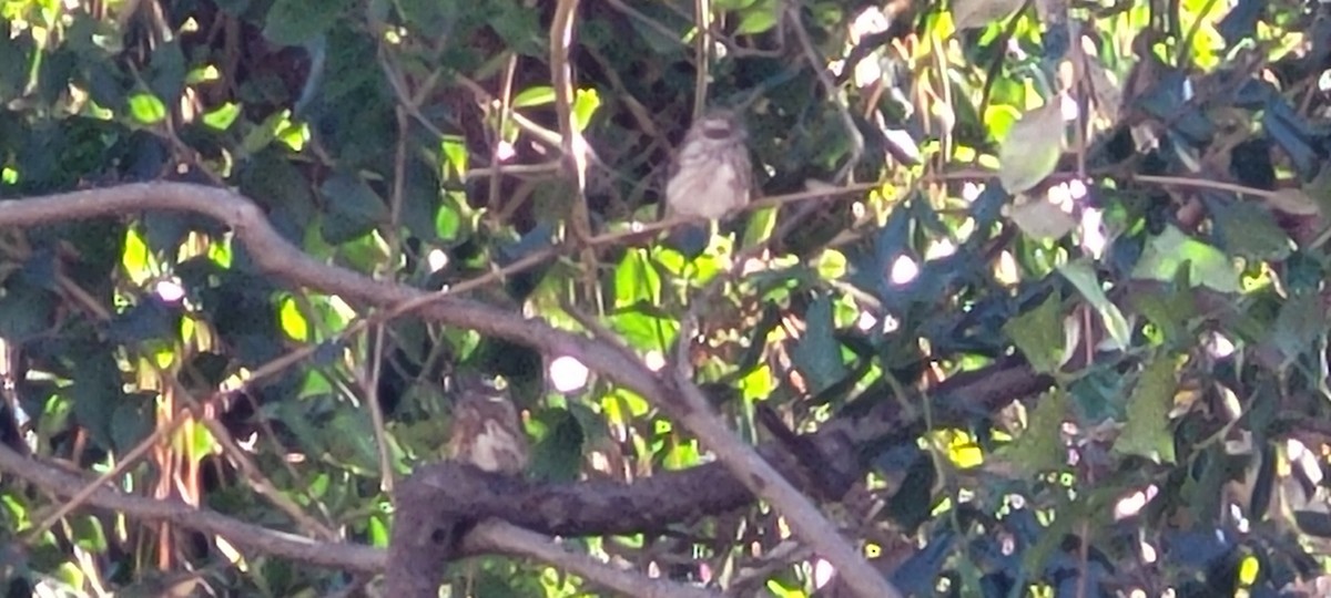 Purple Finch - ML515952961