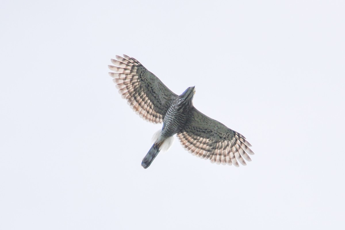 Crested Goshawk - ML515953181