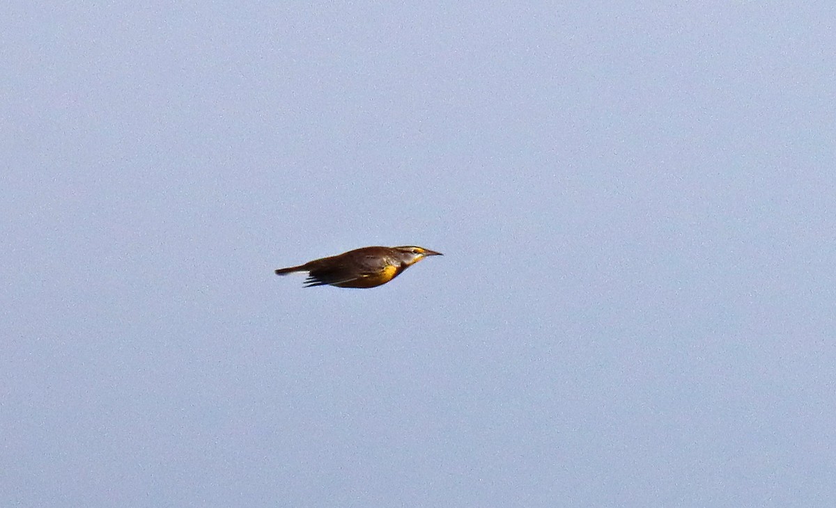 Eastern Meadowlark - Corey Finger