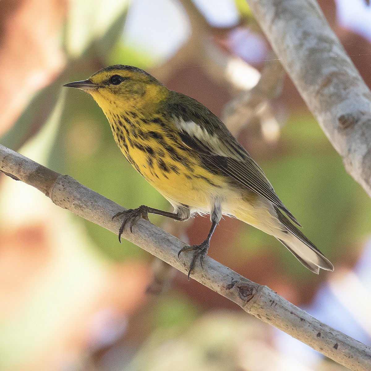 Cape May Warbler - ML515957971