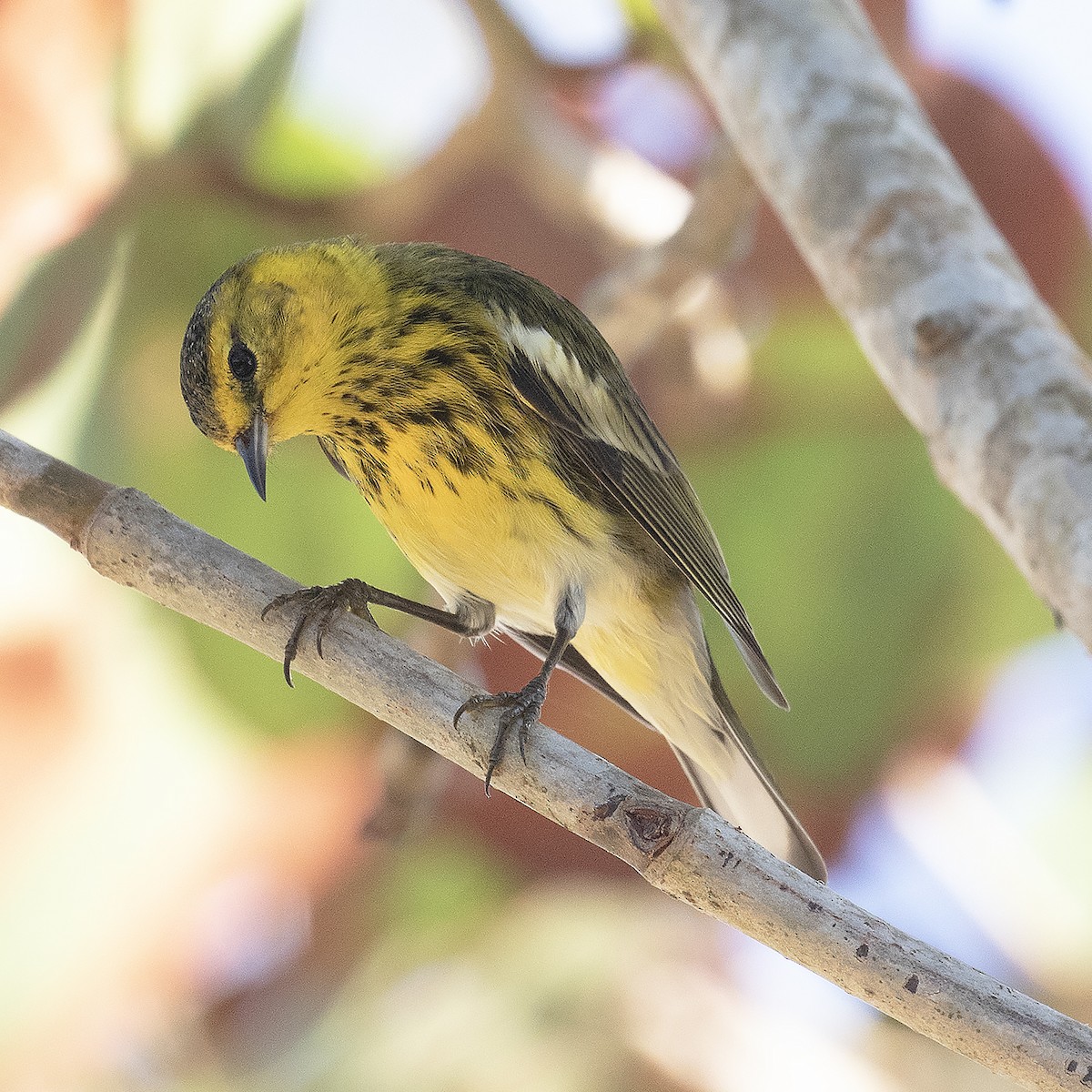 Cape May Warbler - ML515957981