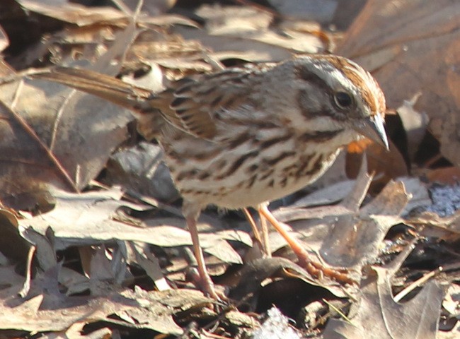 Song Sparrow - ML51595811