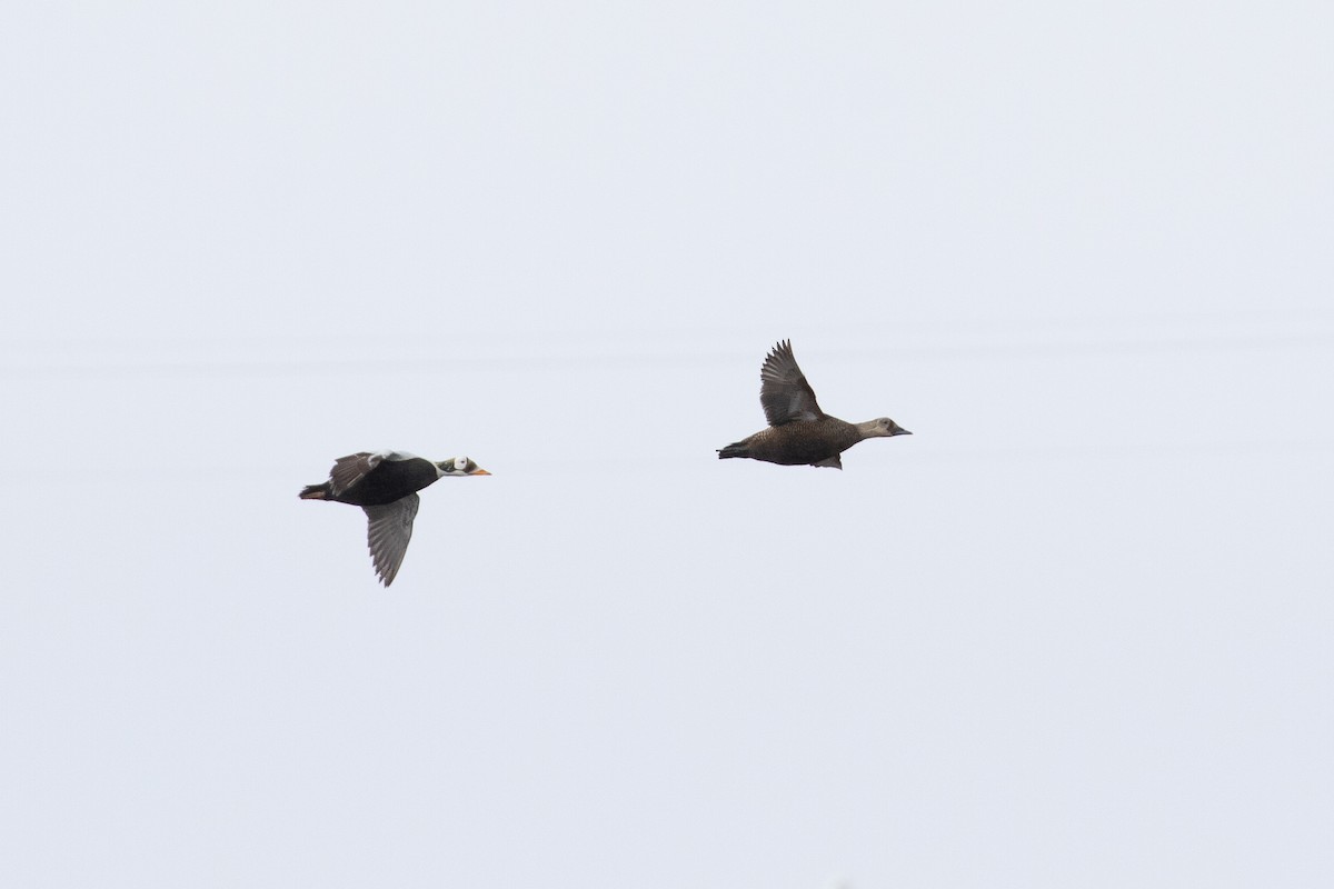 Spectacled Eider - ML515958331