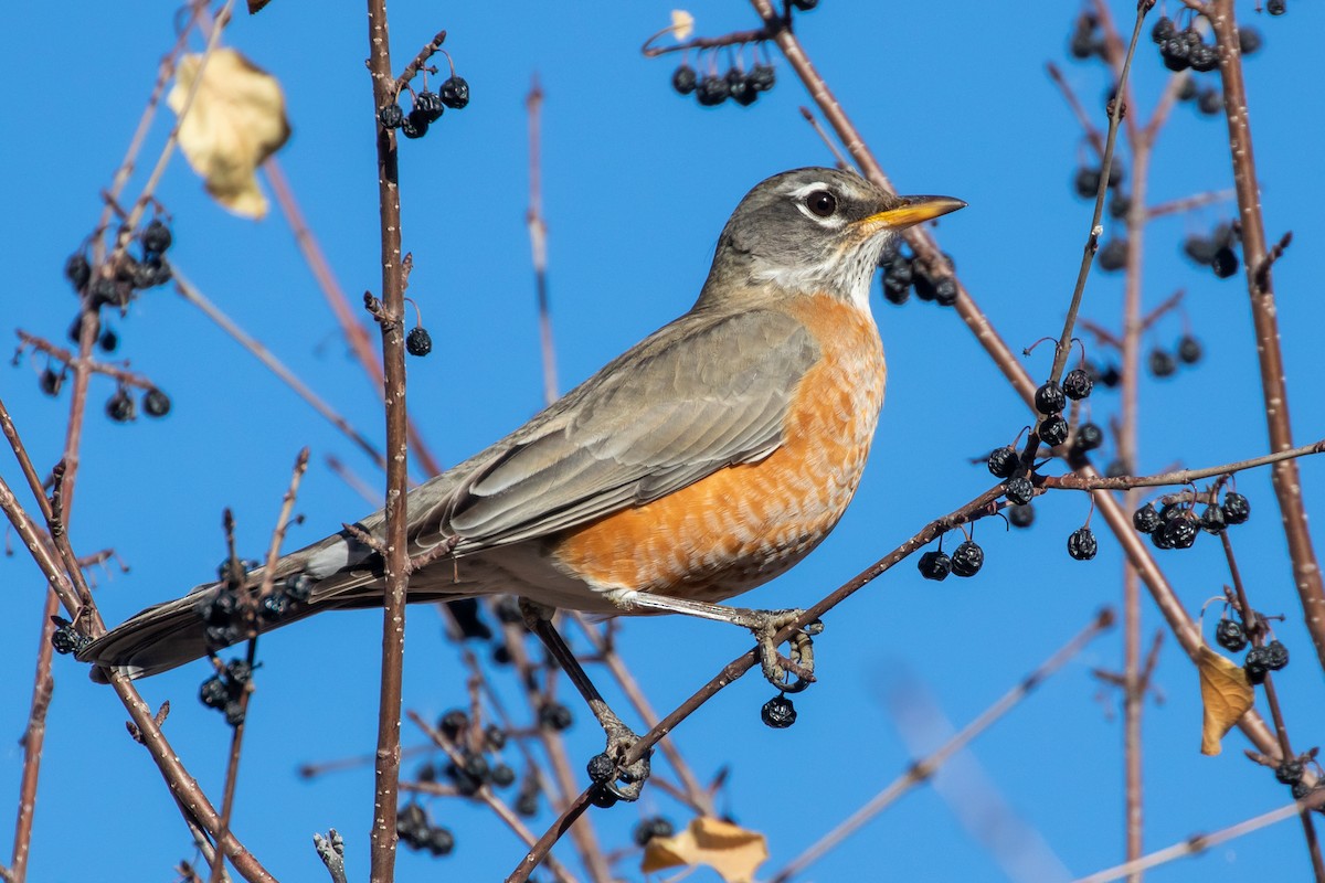 American Robin - ML515959441