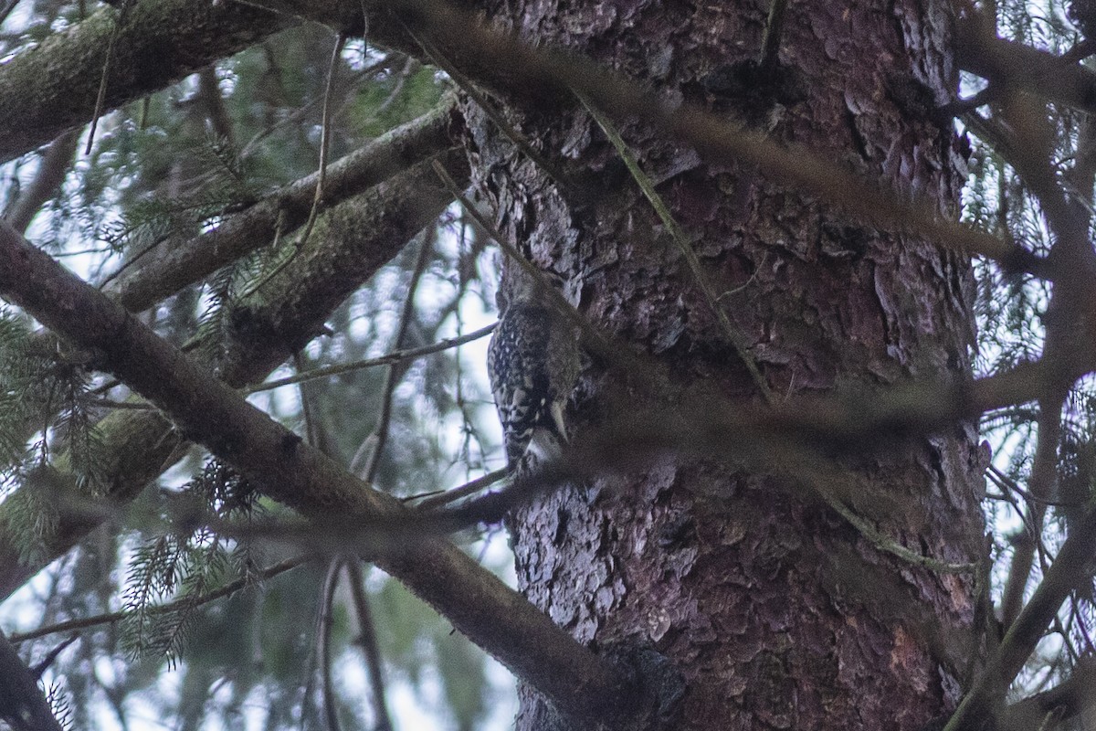 Yellow-bellied Sapsucker - ML515959721