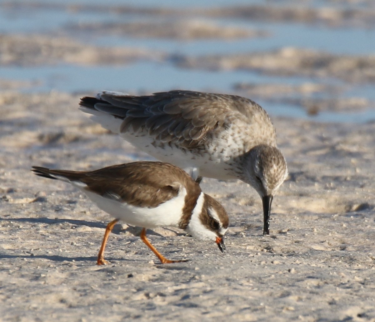 Red Knot - ML51596061
