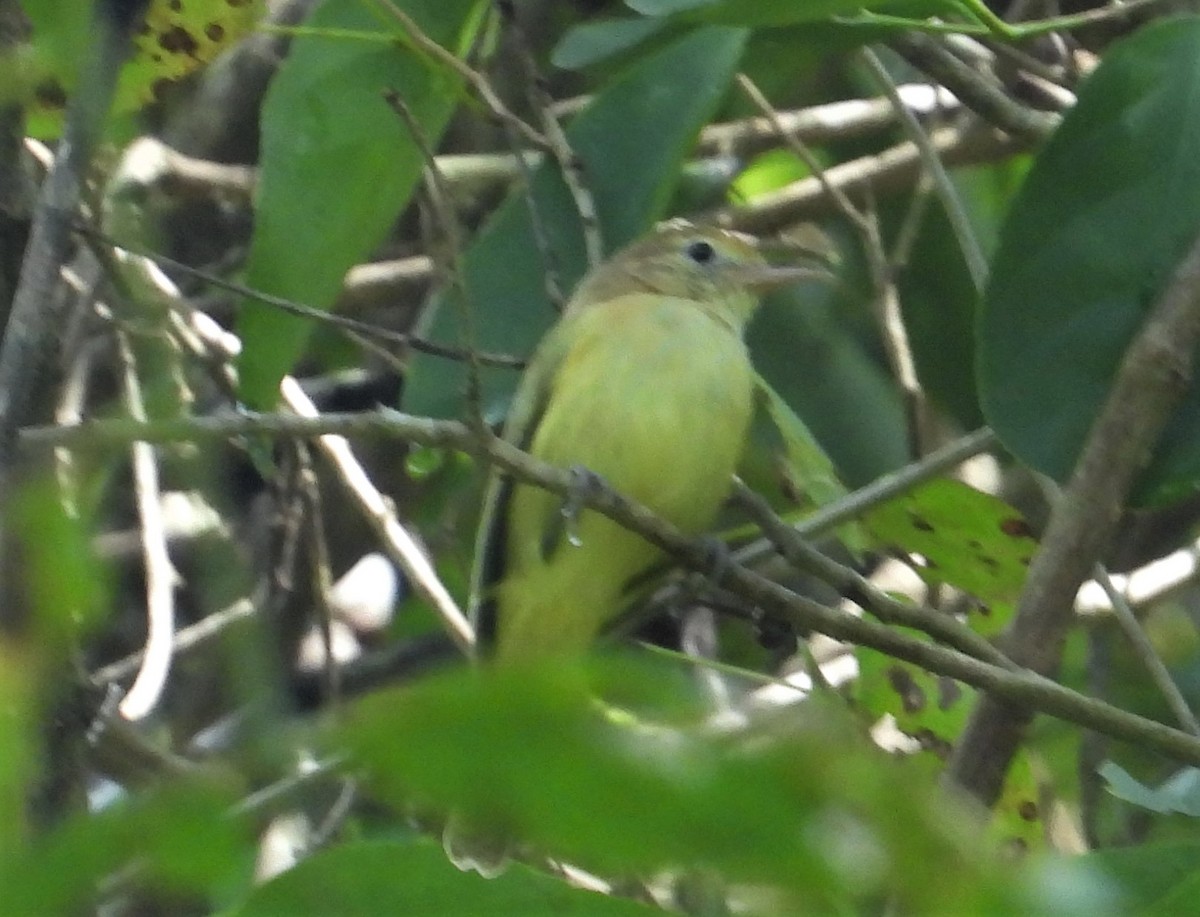 Golden-fronted Greenlet - ML515962011