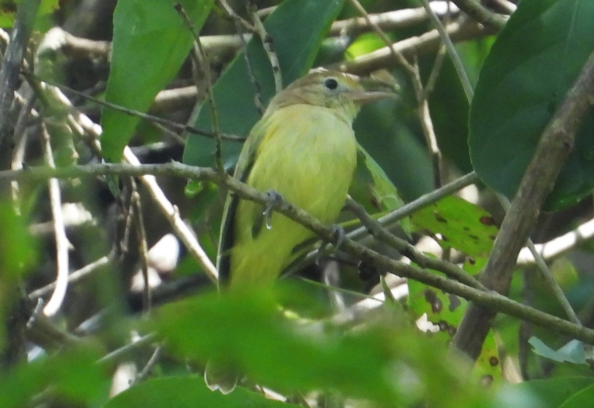 gullpannevireo - ML515962071