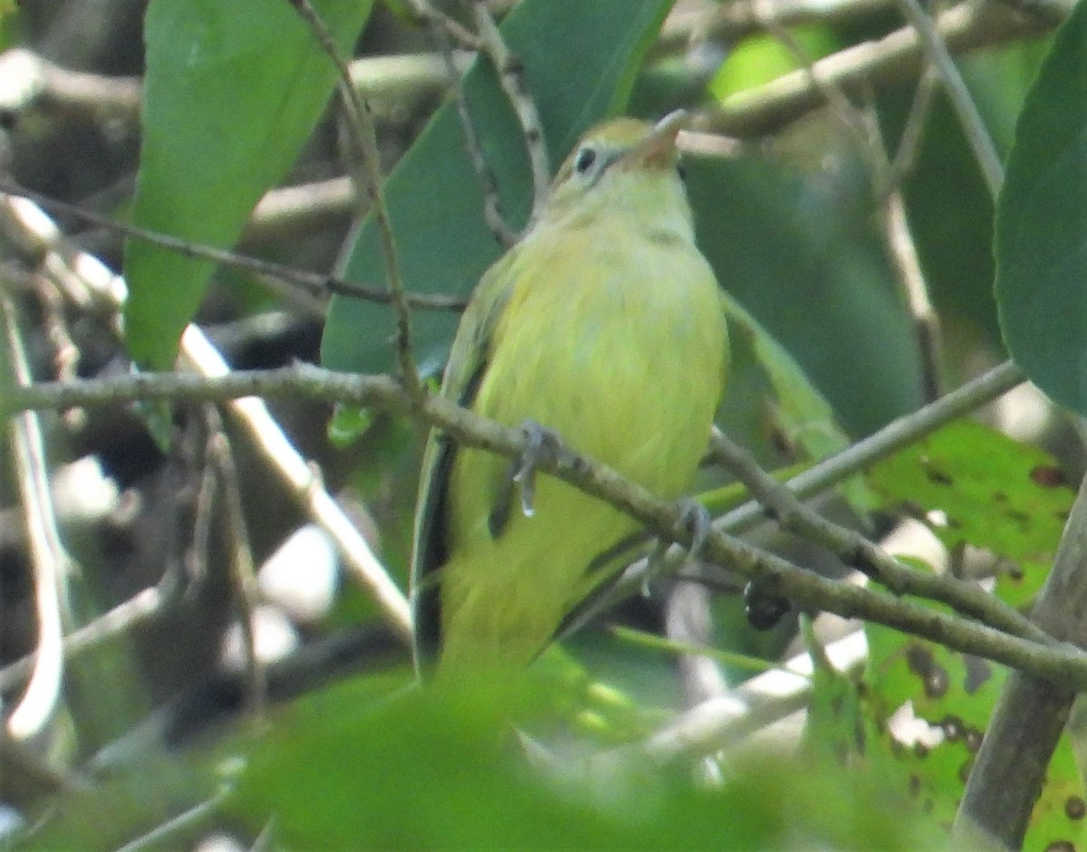 Golden-fronted Greenlet - ML515962121