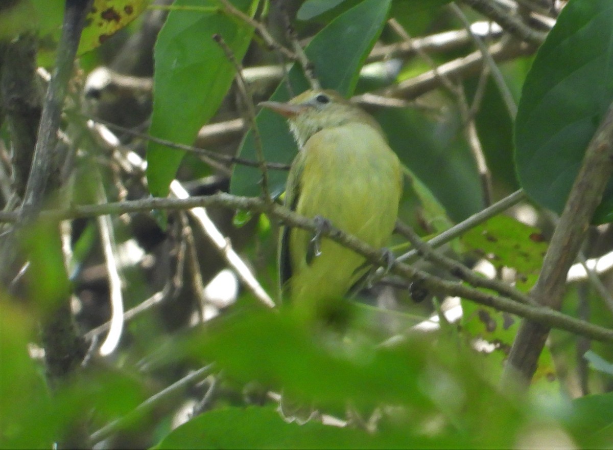 Golden-fronted Greenlet - ML515962241