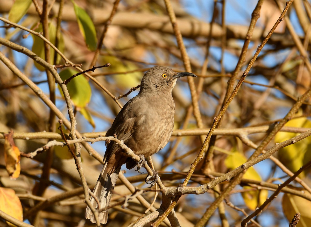 Curve-billed Thrasher - Andrew Gaerte