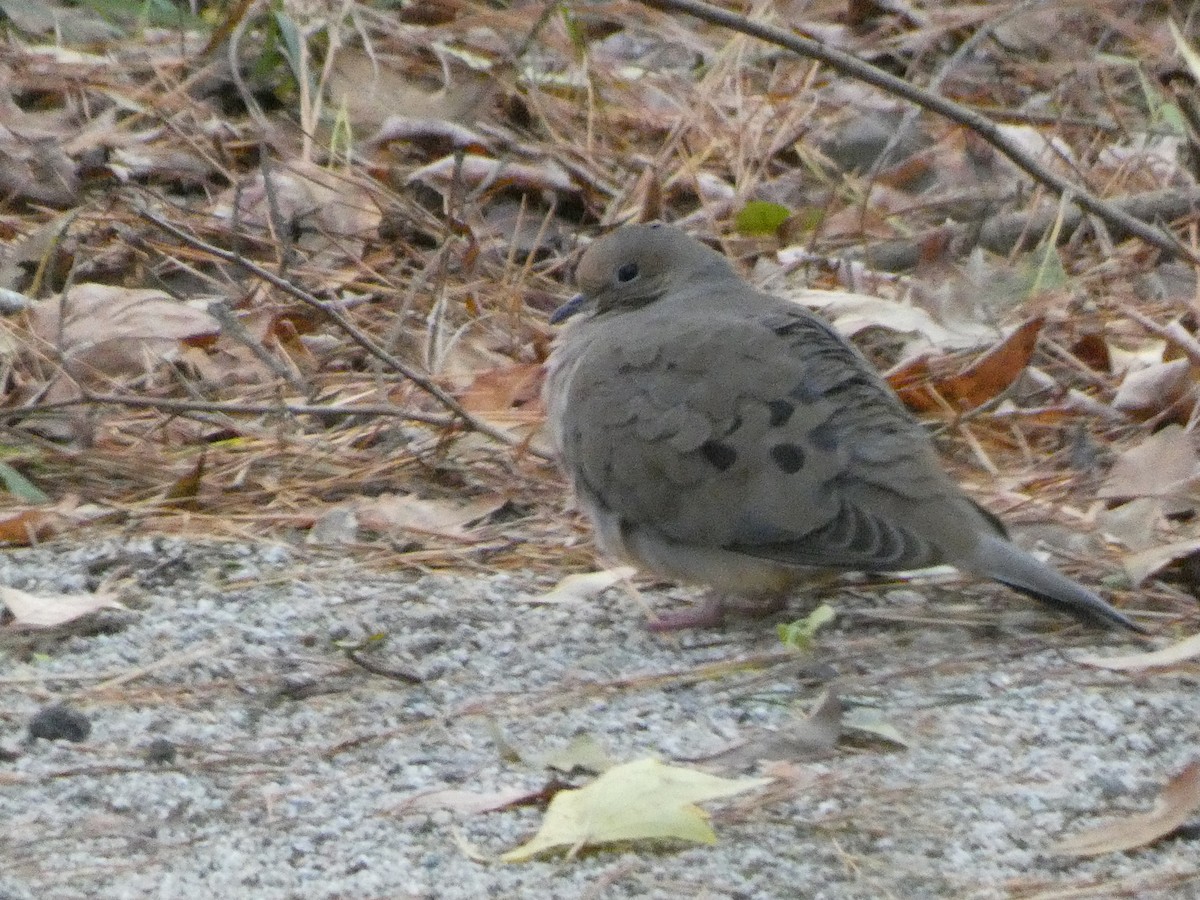 Mourning Dove - Anne Barbour