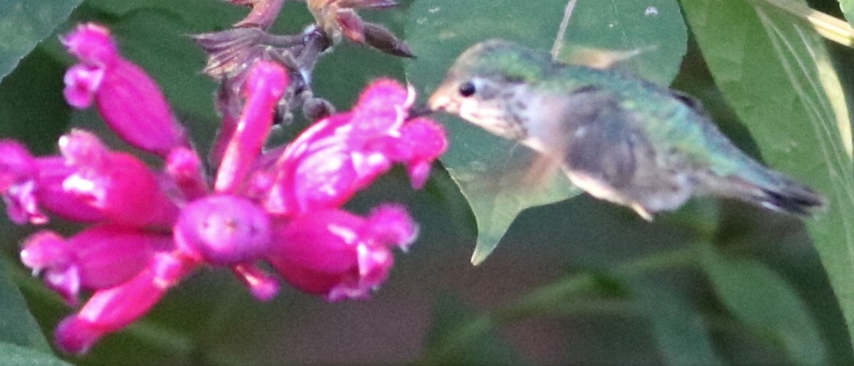 Calliope Hummingbird - Marcelle Praetorius