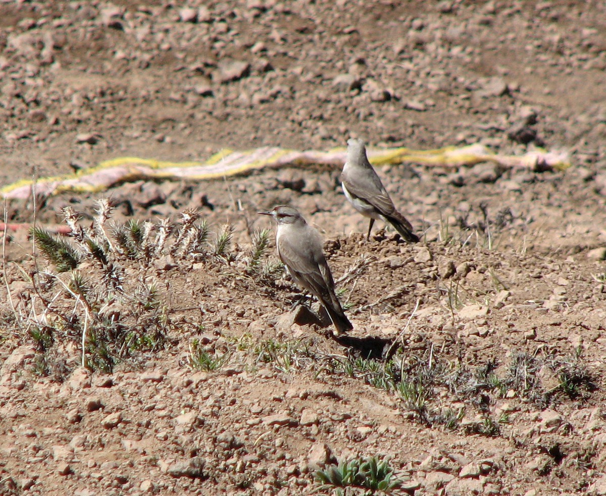 Black-fronted Ground-Tyrant - ML515967901