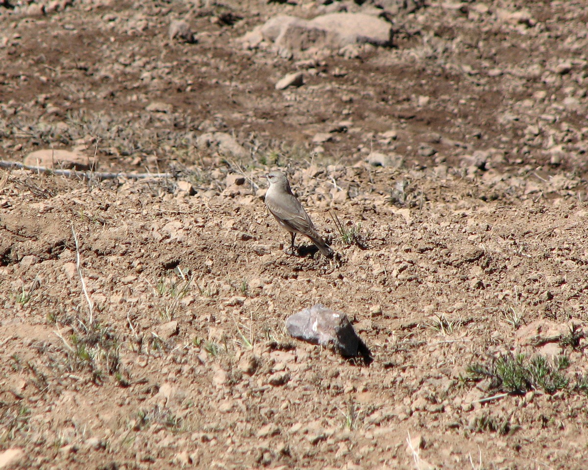 Black-fronted Ground-Tyrant - ML515967911