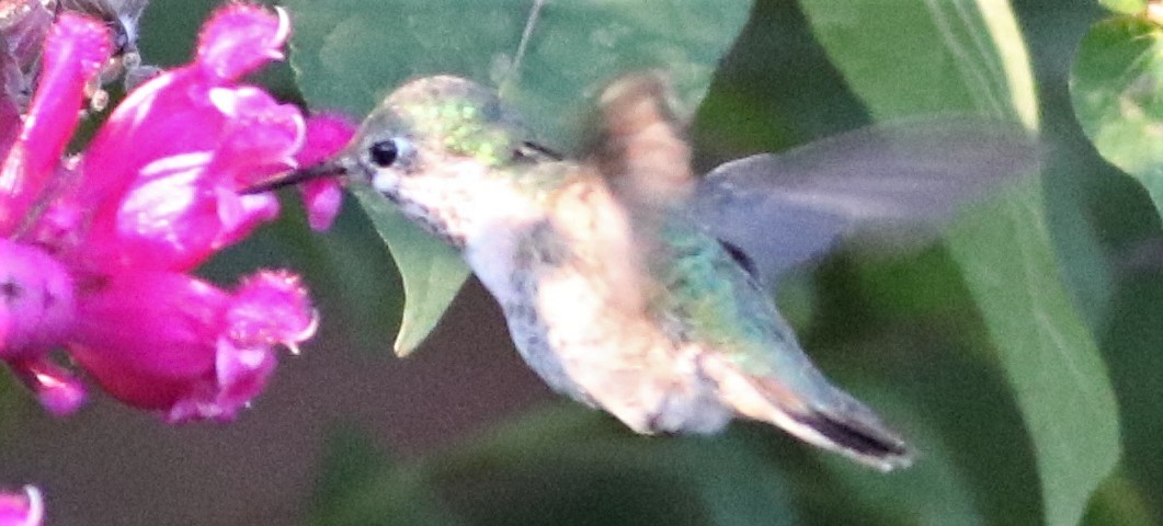 Calliope Hummingbird - Marcelle Praetorius